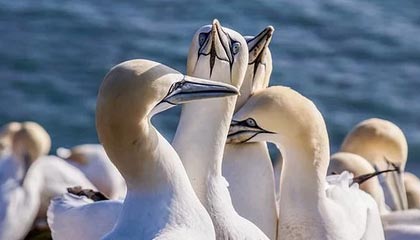 开云体育官网-尼克斯逆袭勇士B队，拉塞尔刷新历史纪录掀篮球狂潮