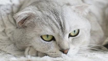 开云官网-曼城强势比利时，德利赫特完成帽子戏法——茶余饭后不可错过的足球盛宴