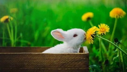 开云-中国乒乓球队力克波兰乒乓球队，奥恰洛夫制霸全场